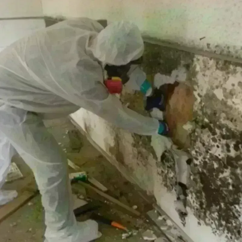 Mold Remediation and Removal in Frenchtown, MT